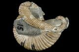 Wide, Cretaceous Ammonite Fossil Association - Australia #113158-1